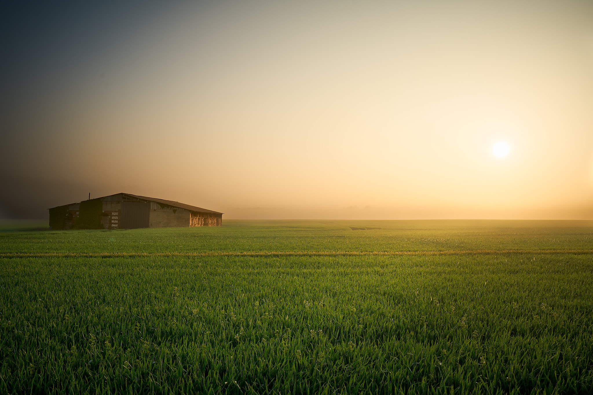 Sony a7R II + Sony FE 16-35mm F2.8 GM sample photo. Ferme à la brume matinale 2 photography