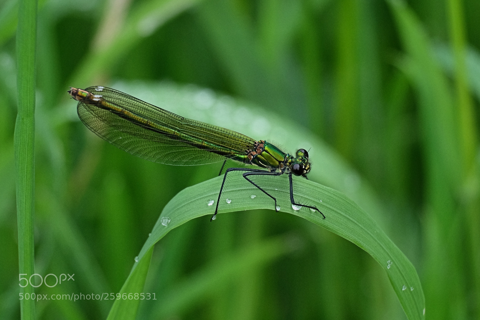 Fujifilm X-T10 sample photo. Beautiful demoiselle female calopteryx photography