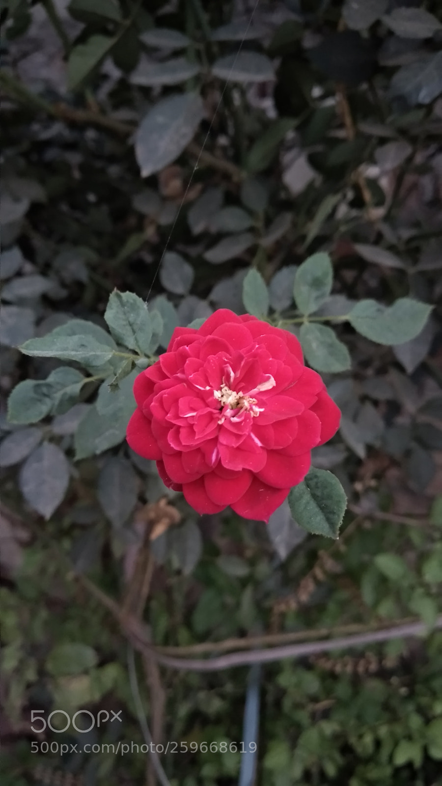 Xiaomi Mi A1 sample photo. Hht photography