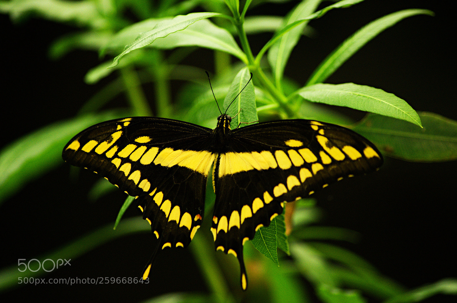 Pentax K-5 sample photo. Green-yellow ii photography