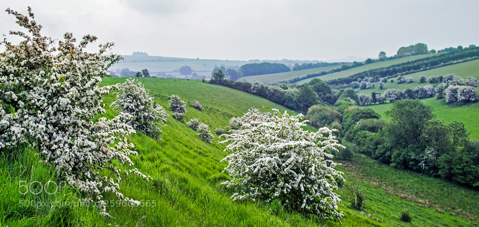 Sony Alpha DSLR-A850 sample photo. In bloom, cotswolds photography