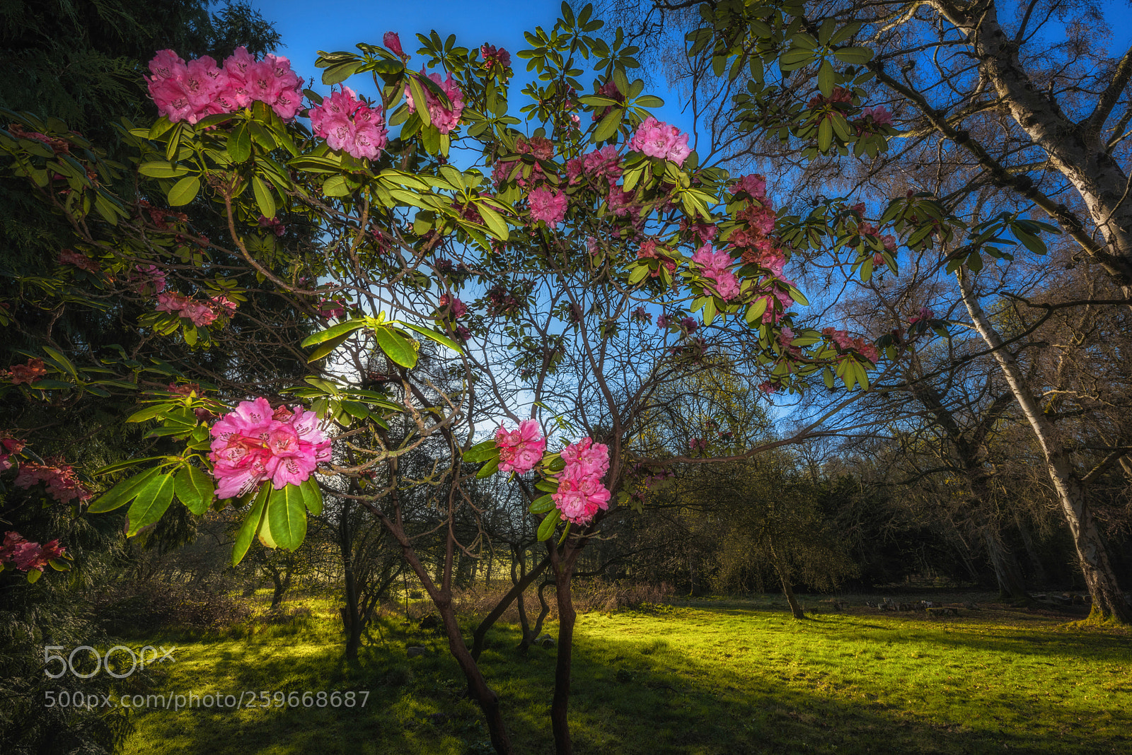 Nikon D750 sample photo. Rhododendron photography