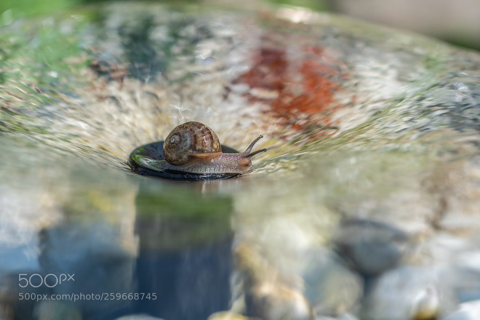 Nikon D750 sample photo. Thirsty snail photography