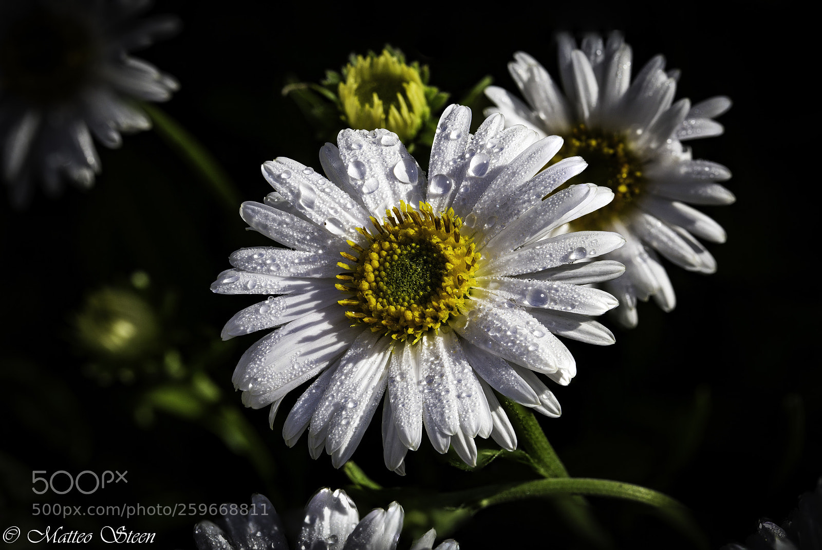 Canon EOS 6D sample photo. Aster alpinus ‚albus‘ photography