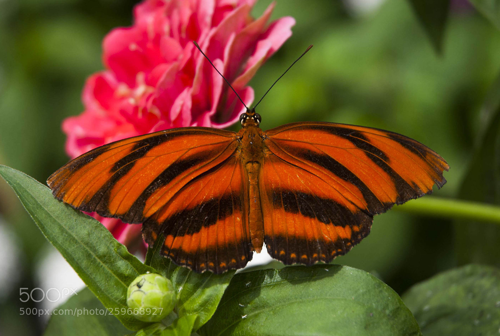 Nikon D200 sample photo. Orange crush photography