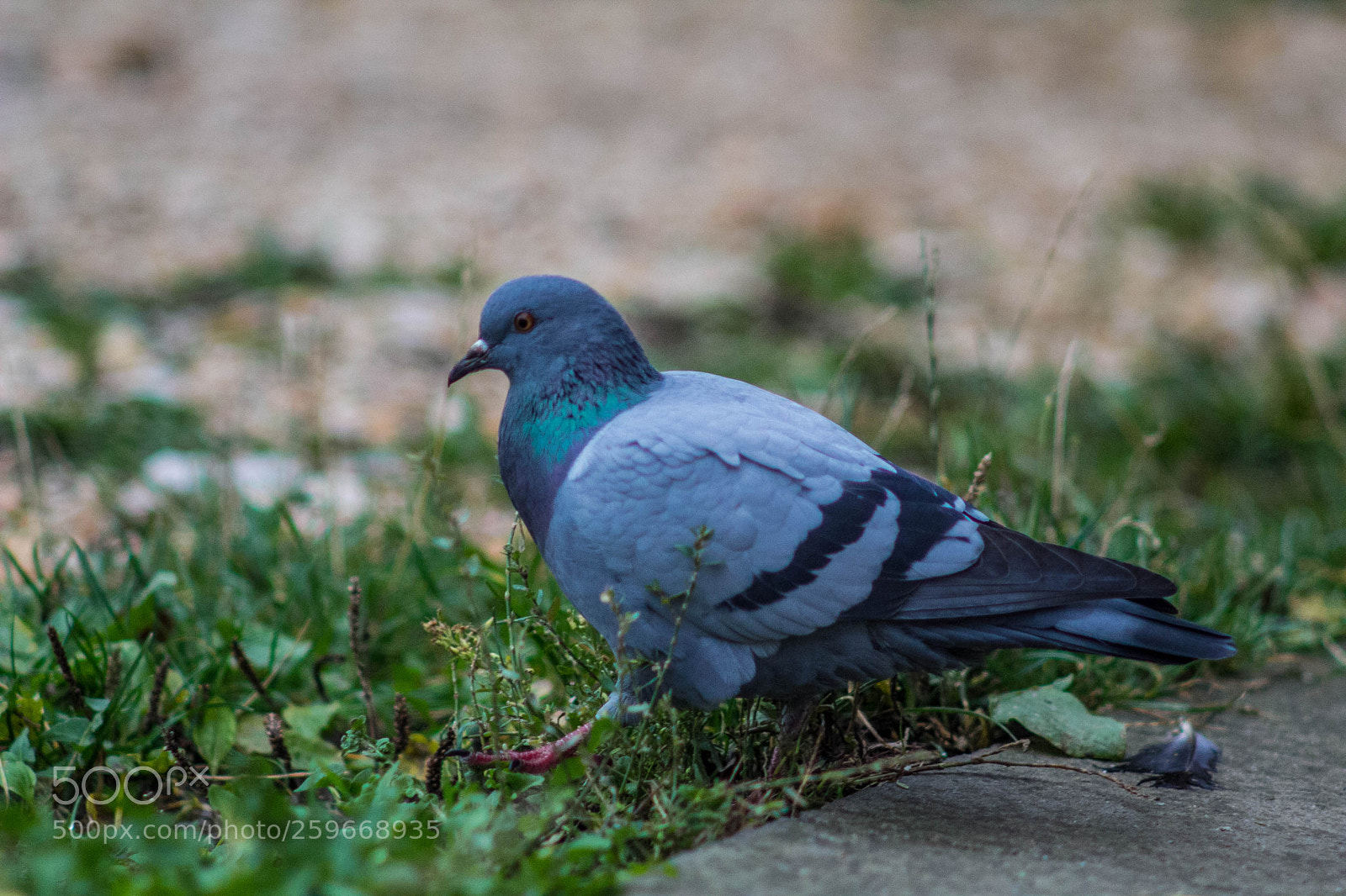 Canon EOS 60D sample photo. Pigeon 1 photography