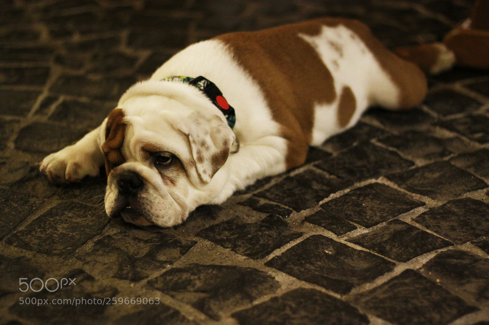 Canon EOS 50D sample photo. Sleepy photography