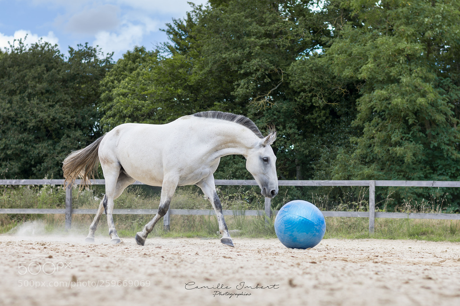 Nikon D7200 sample photo. The ball photography