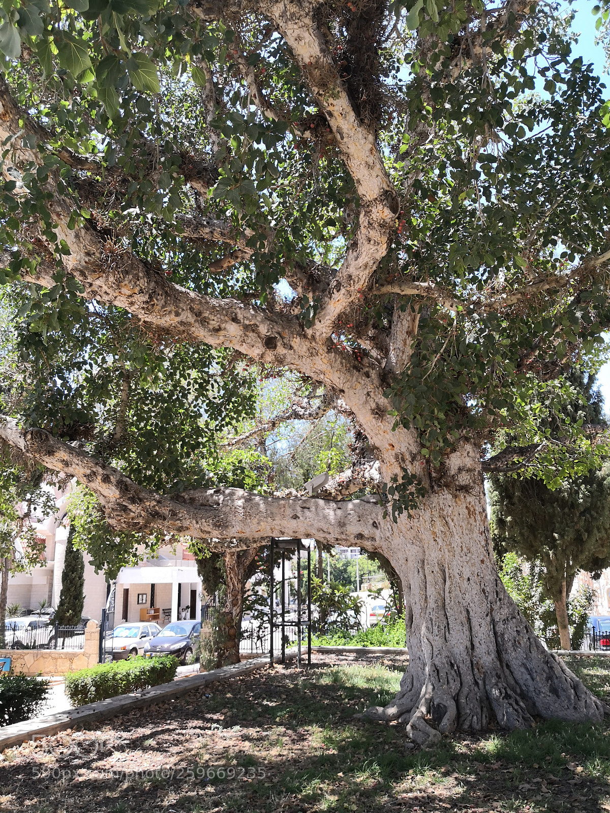 HUAWEI Mate 10 Pro sample photo. Ancient tree photography