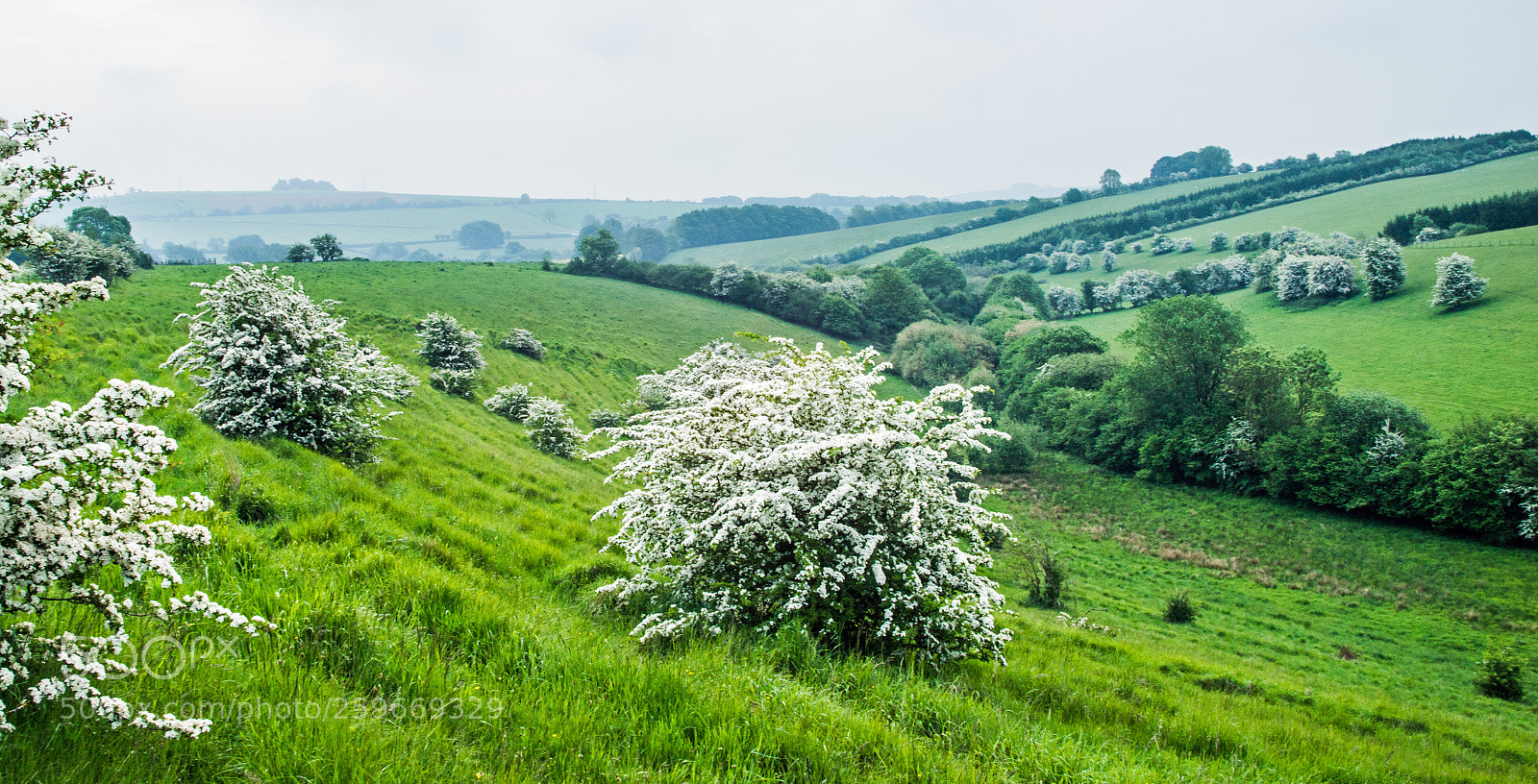 Sony Alpha DSLR-A850 sample photo. In bloom photography