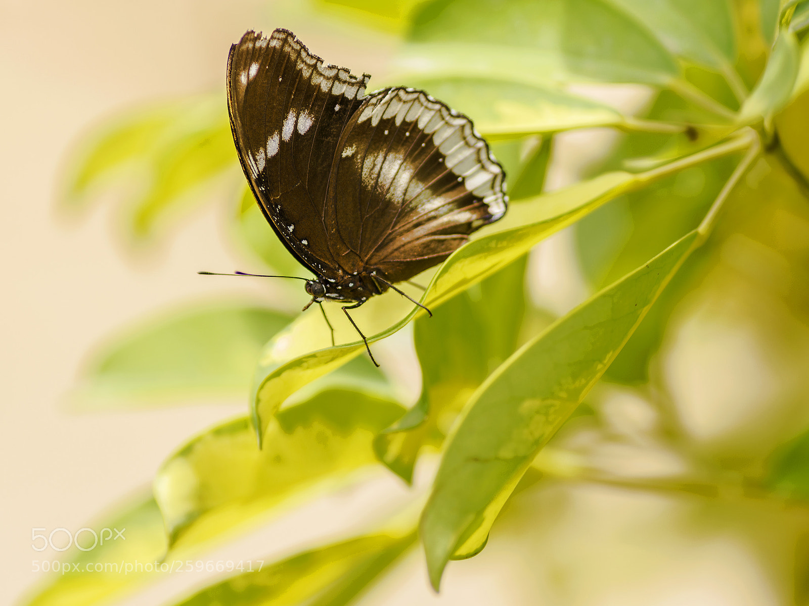 Nikon D7200 sample photo. Spring dream photography