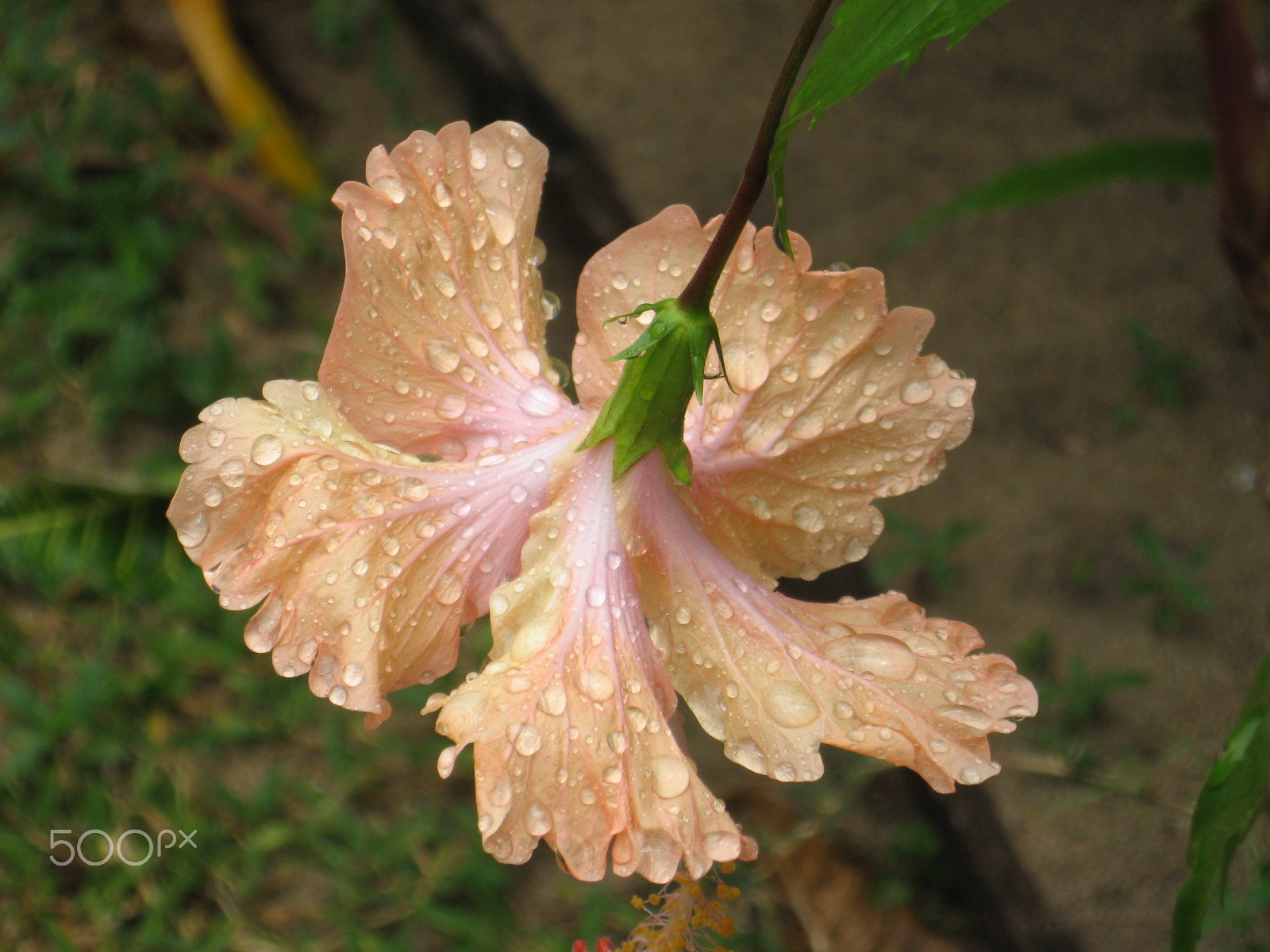 Canon POWERSHOT A550 sample photo. Hibiscus (tioman island, malaysia) photography