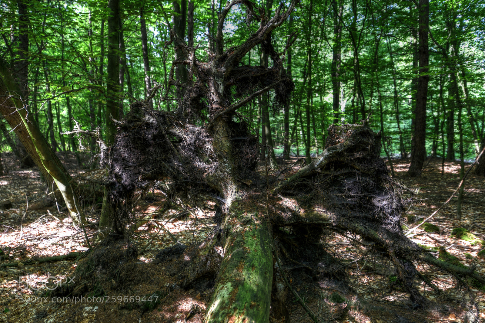 Nikon D750 sample photo. Baumwurzel uhlenhorst photography