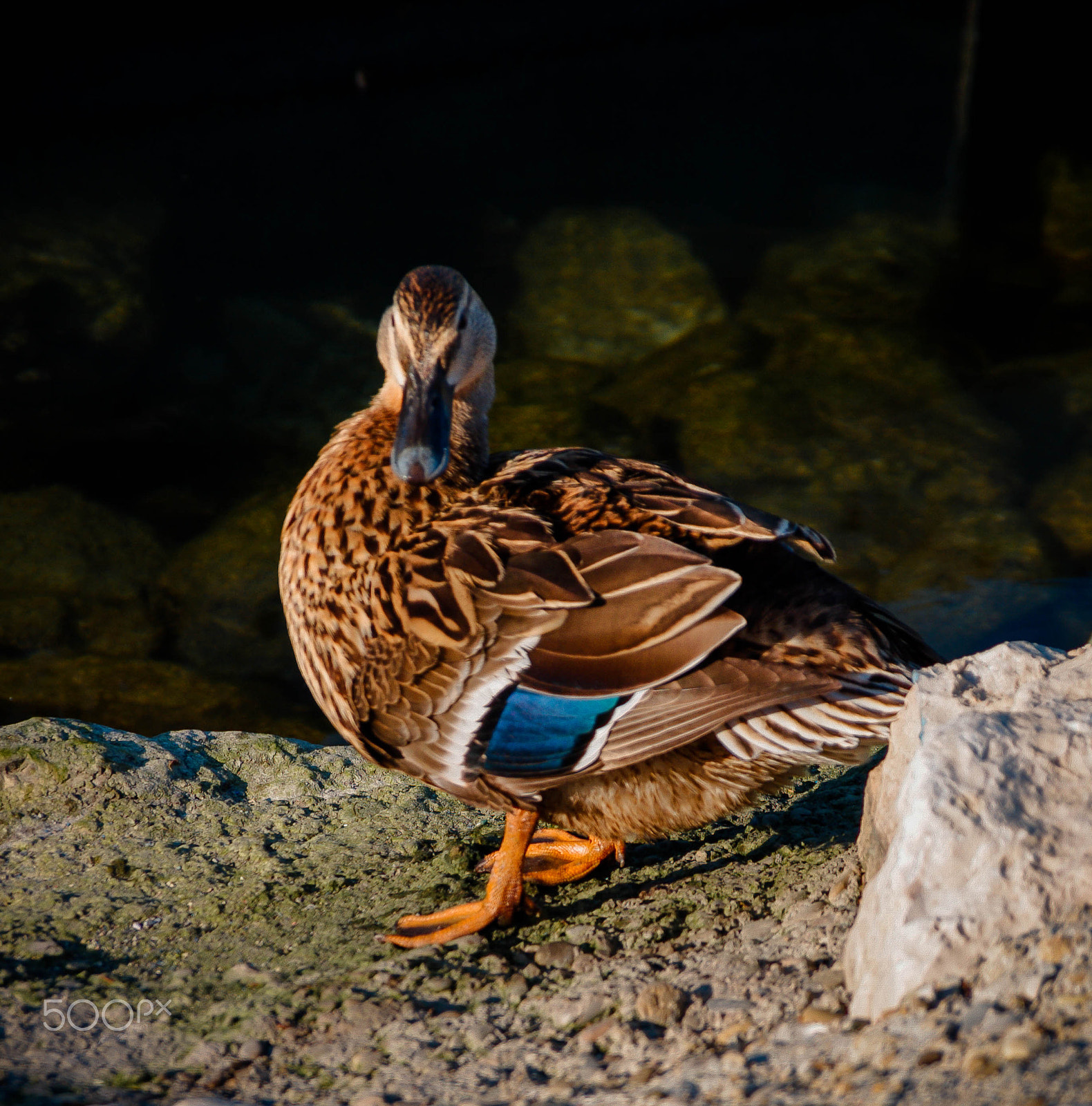 Pentax K-7 sample photo. Brown duck photography