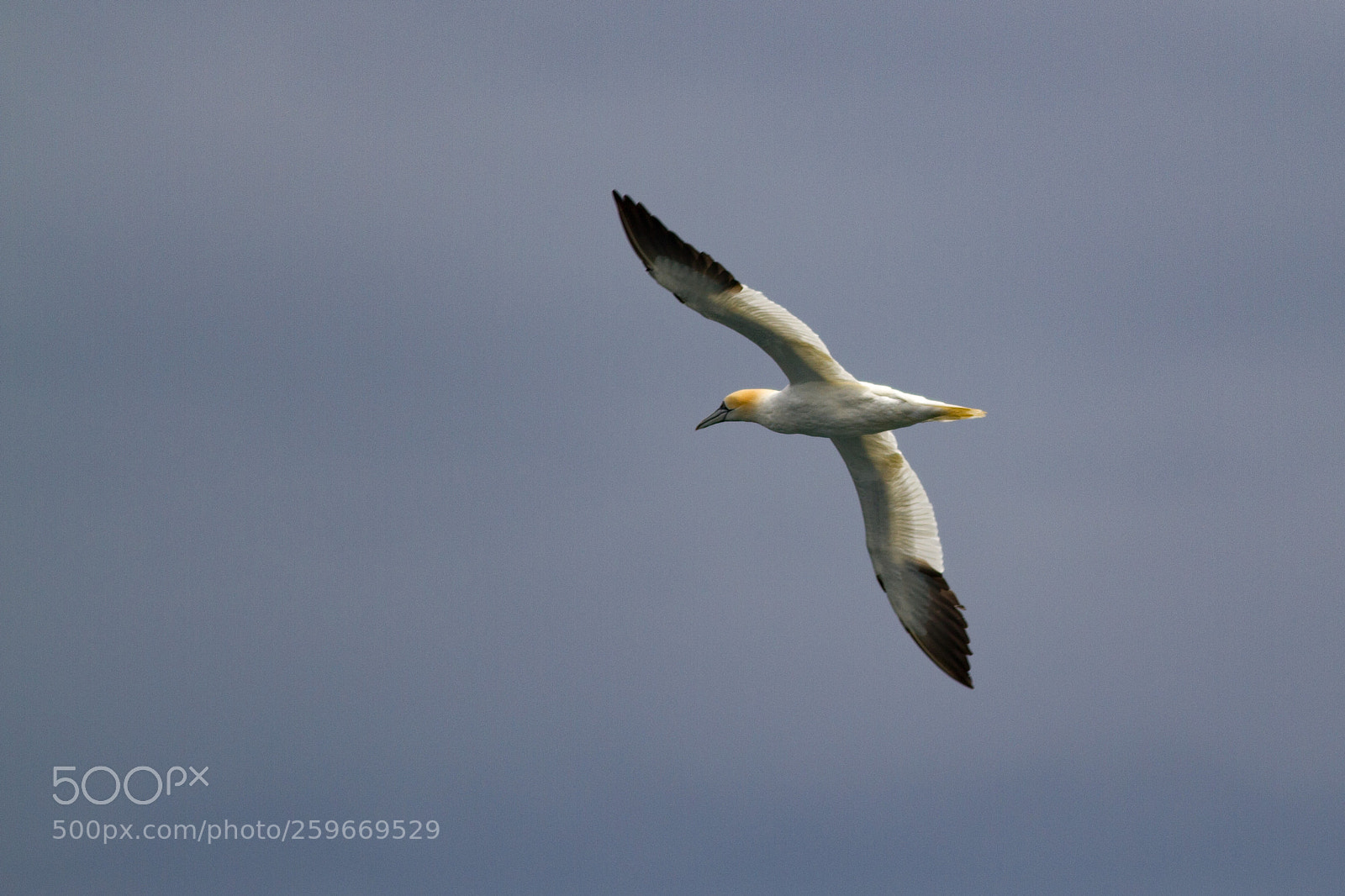 Canon EOS 7D sample photo. Soaring gannet photography