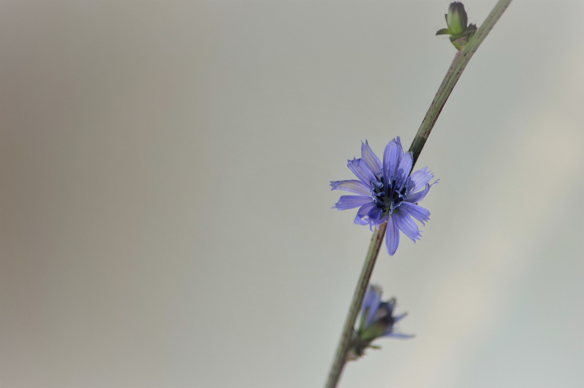 Nikon D3200 sample photo. Wildflowers photography