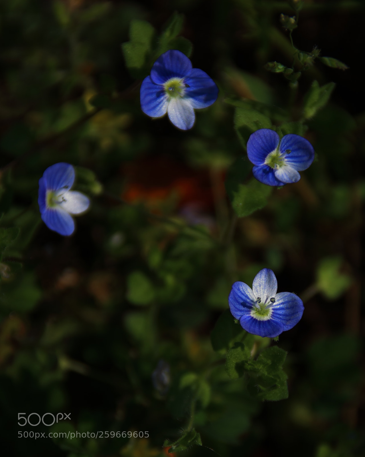 Canon EOS 1300D (EOS Rebel T6 / EOS Kiss X80) sample photo. Img_0123lint1-1 forgetmenot photography