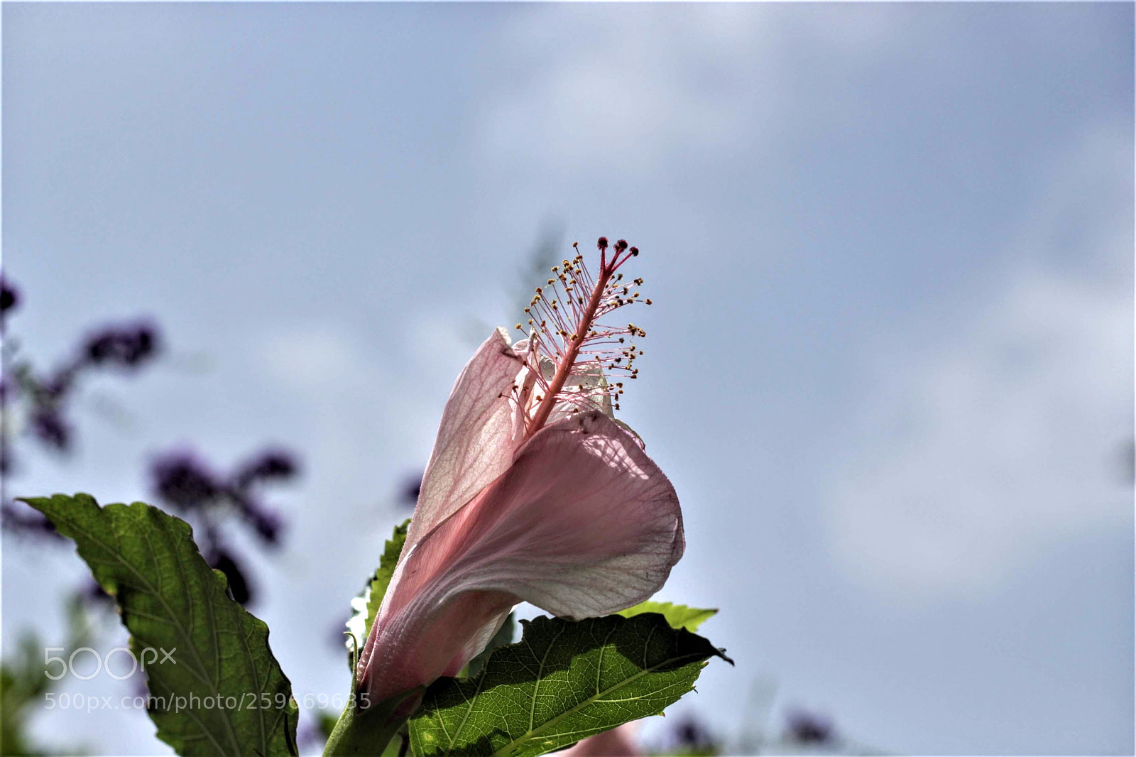 Canon EOS 700D (EOS Rebel T5i / EOS Kiss X7i) sample photo. Pink flower photography