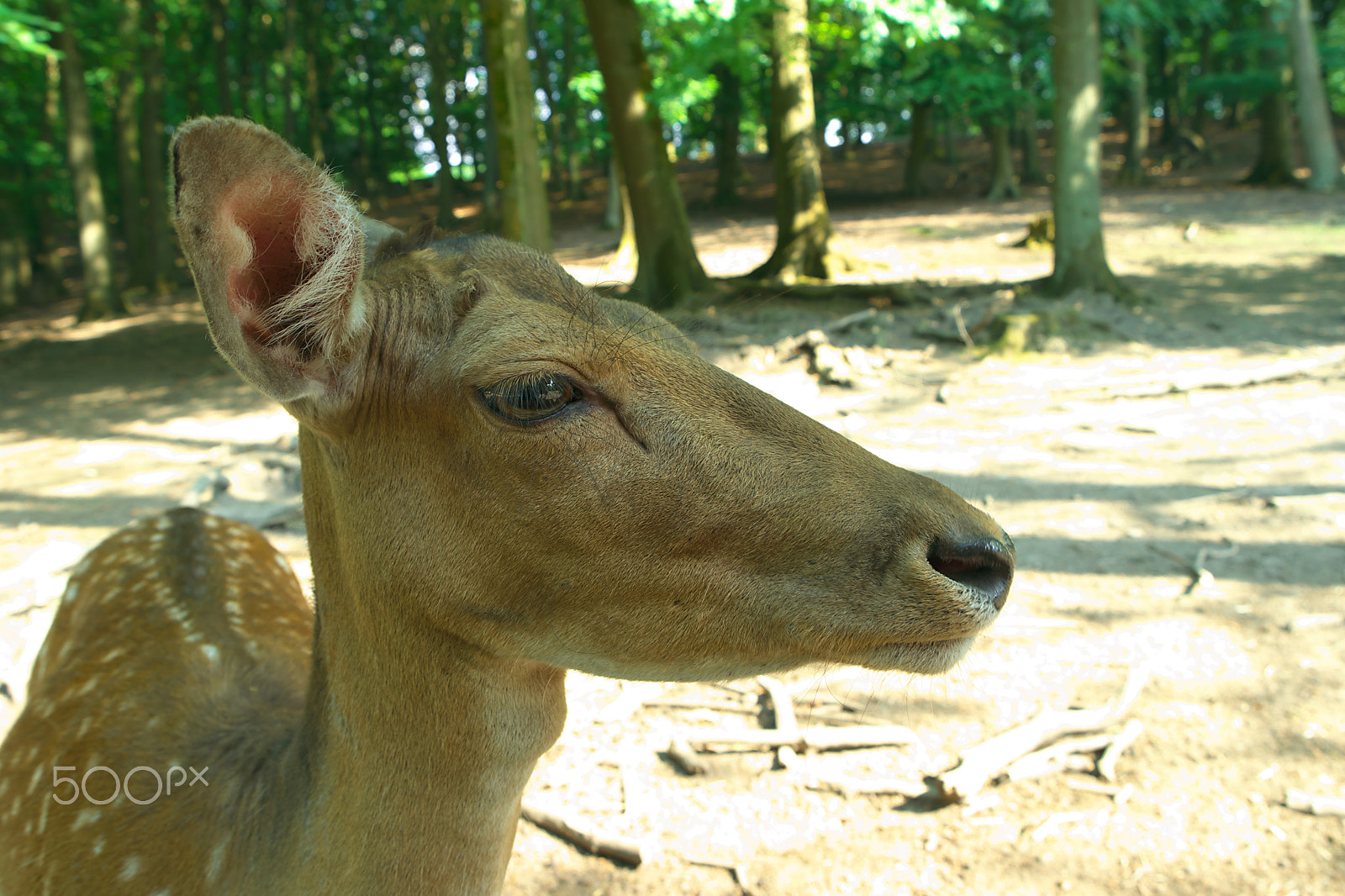 Samsung NX500 sample photo. Deer portrait photography