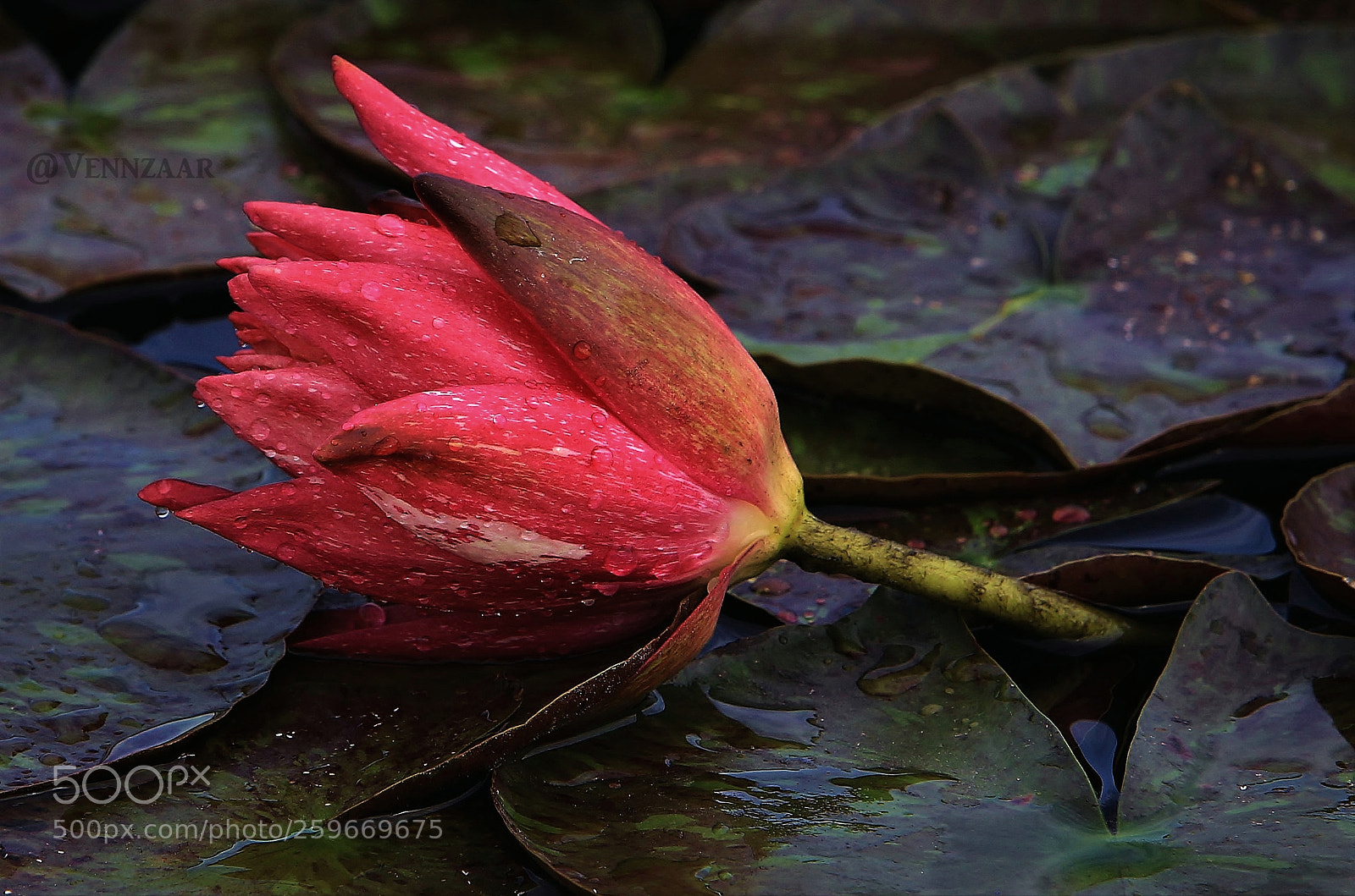 Canon EOS 6D sample photo. Alone photography