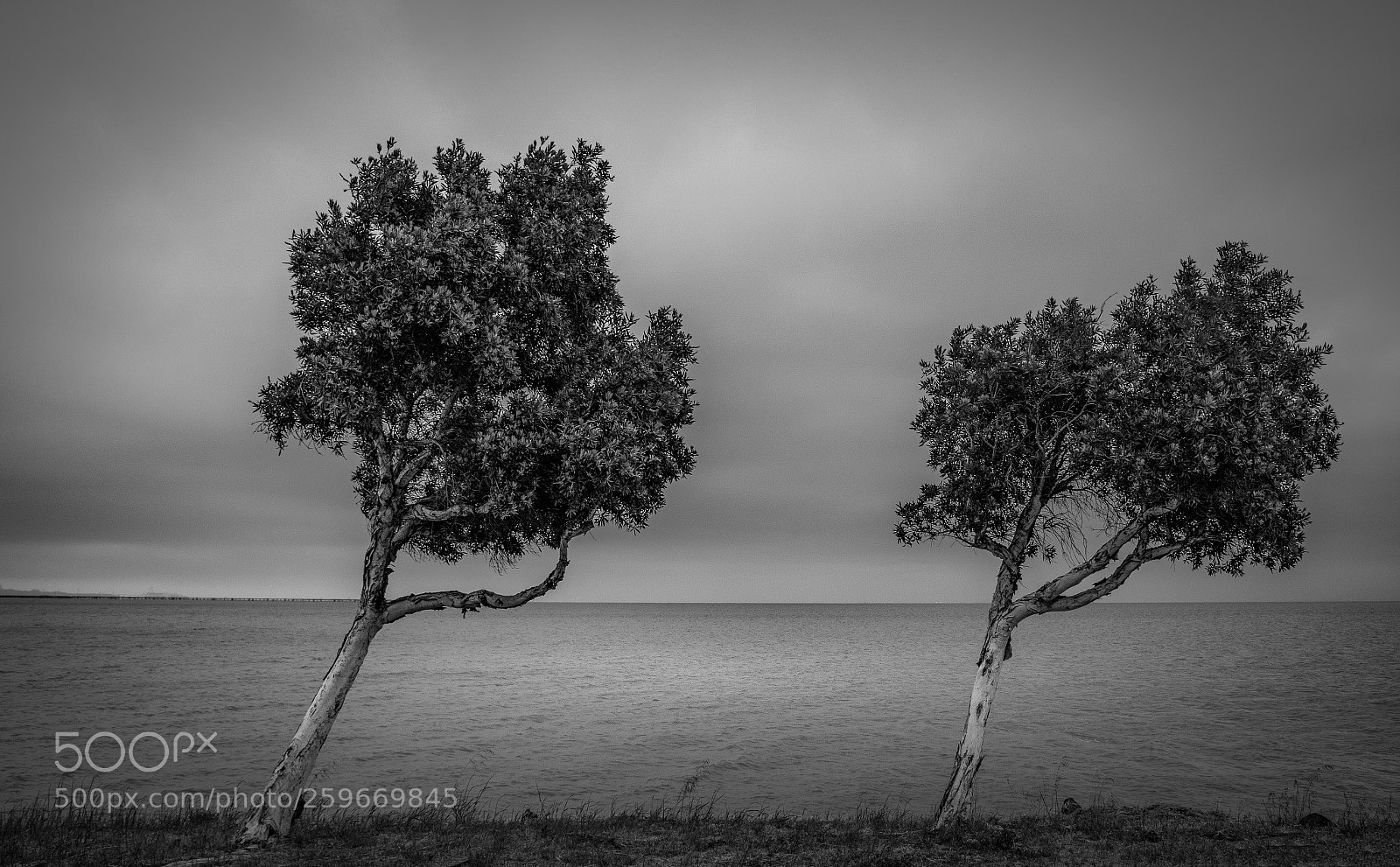Nikon D5500 sample photo. Two trees photography