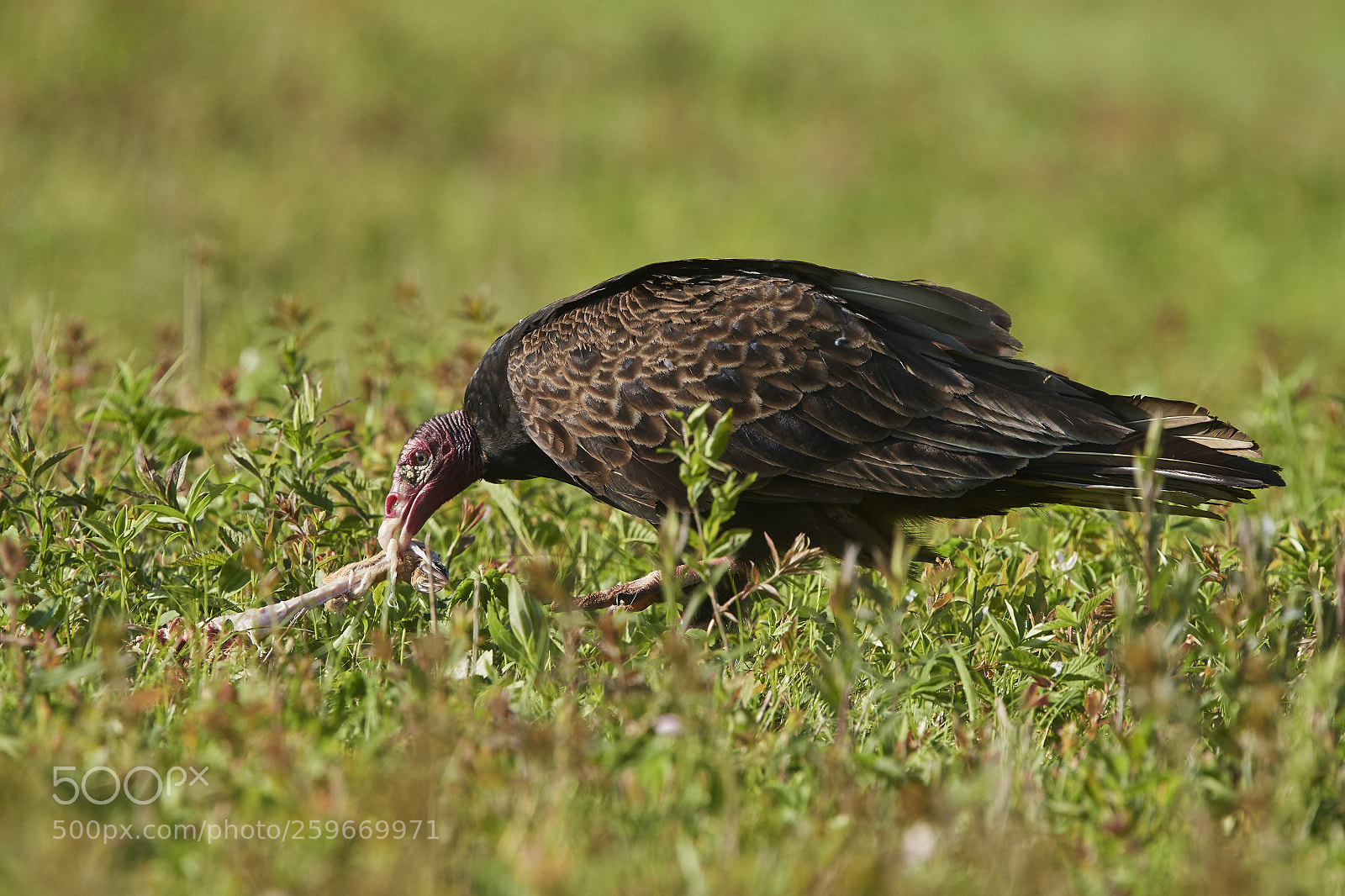 Nikon D500 sample photo. Turkey vulture photography