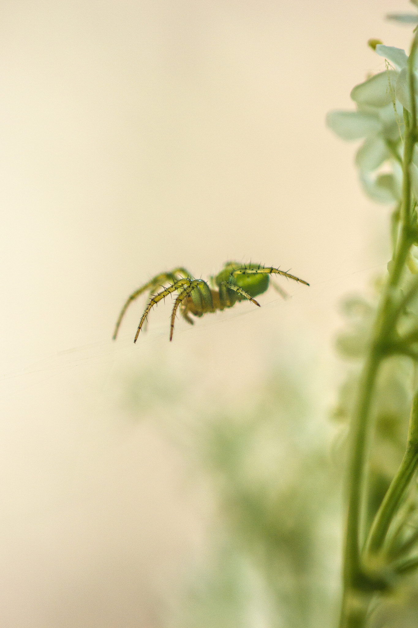 Nikon 1 J3 sample photo. Levitation 27.5.2018 photography
