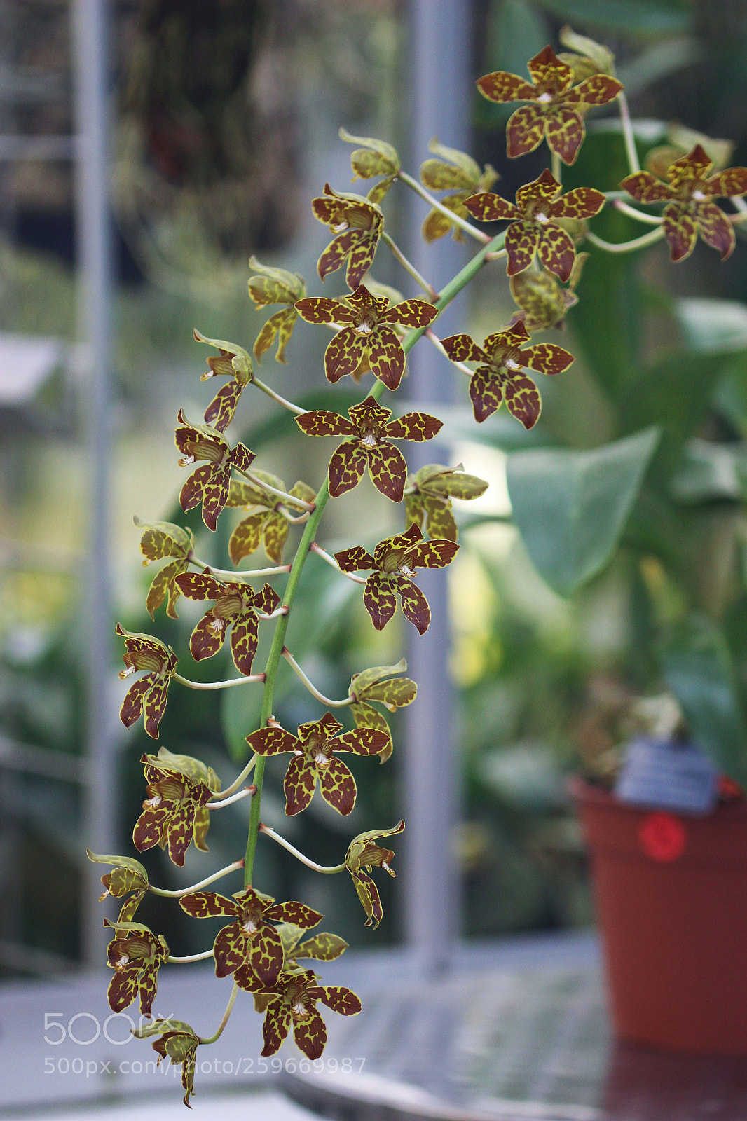 Canon EOS 100D (EOS Rebel SL1 / EOS Kiss X7) sample photo. Grammatophylum scriptum photography