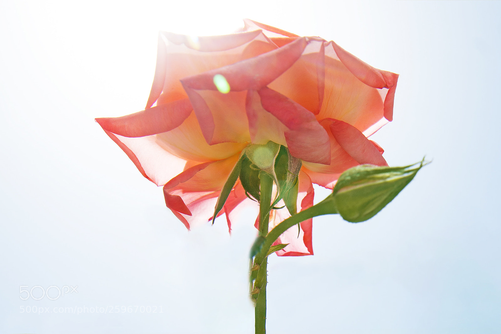 Sony a7R III sample photo. Rose photography