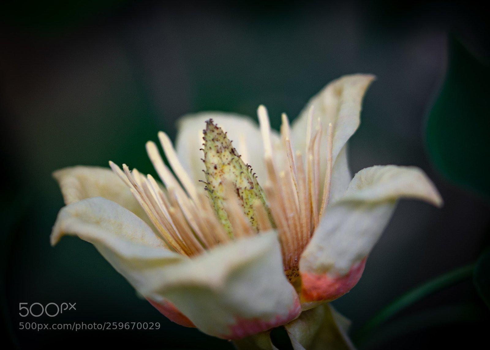 Nikon D7200 sample photo. Tulip poplar photography