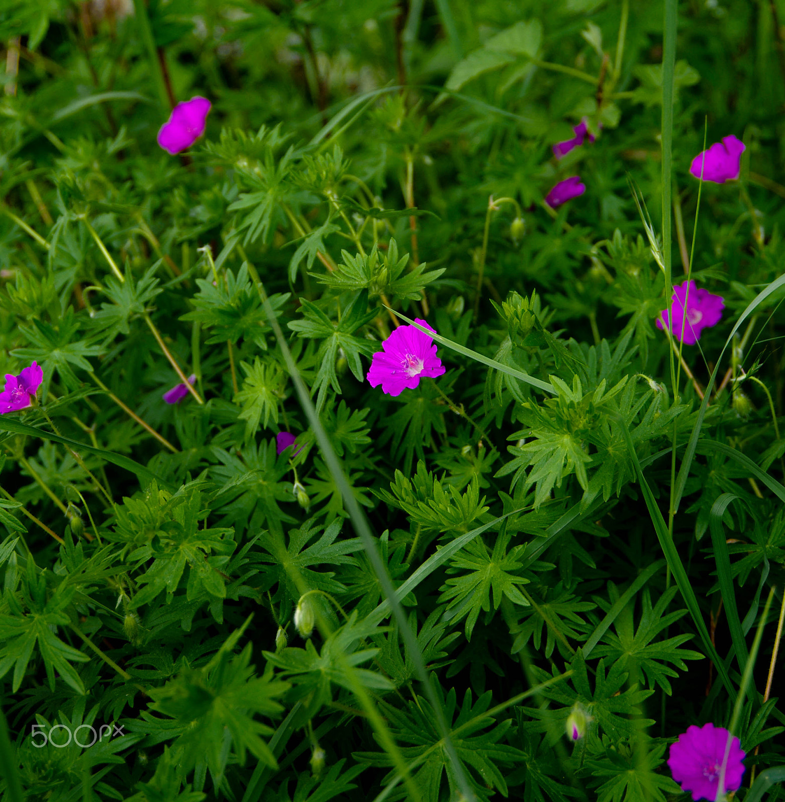 Pentax K-7 sample photo. Cyste photography