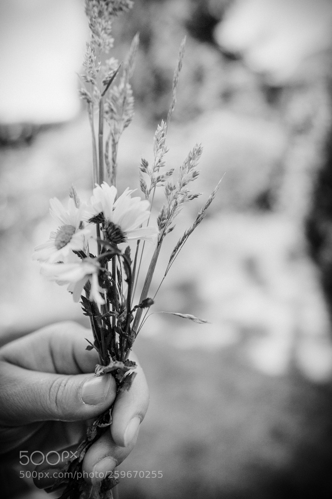 Sony a6300 sample photo. Summer, flowers photography