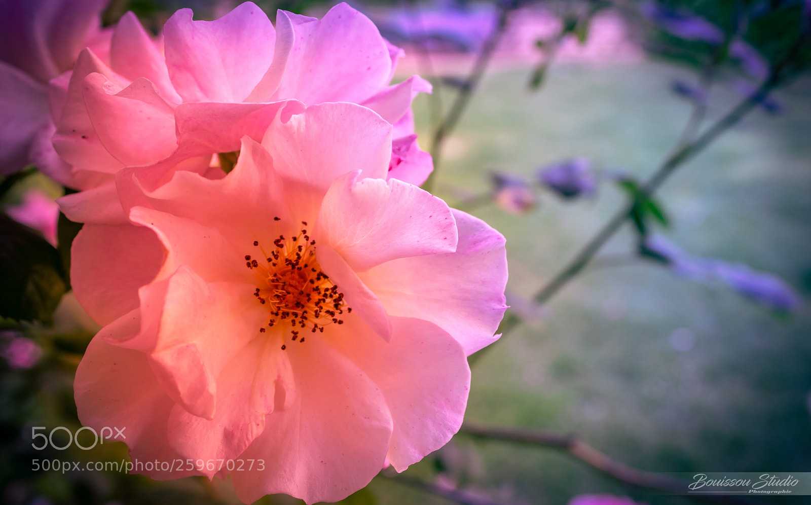 Canon EOS 80D sample photo. La belle fleure photography