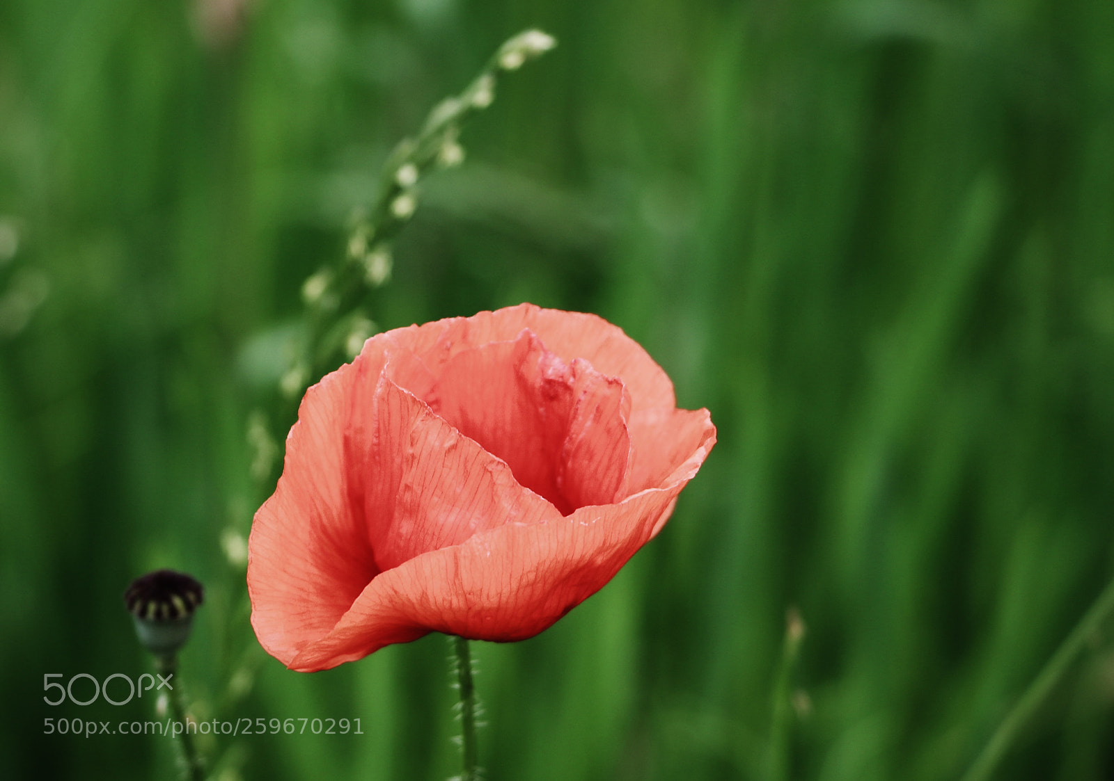 Canon EOS 70D sample photo. Summerred photography