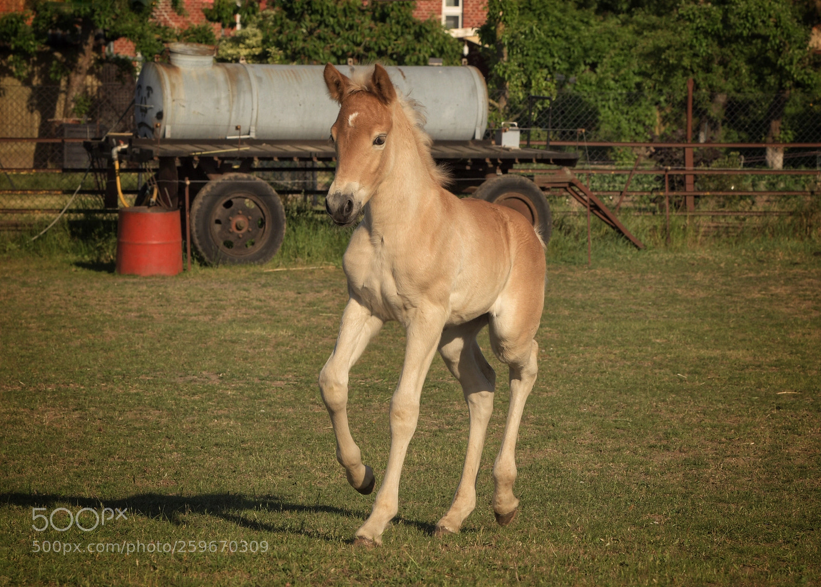 Nikon D500 sample photo. Foal  photography
