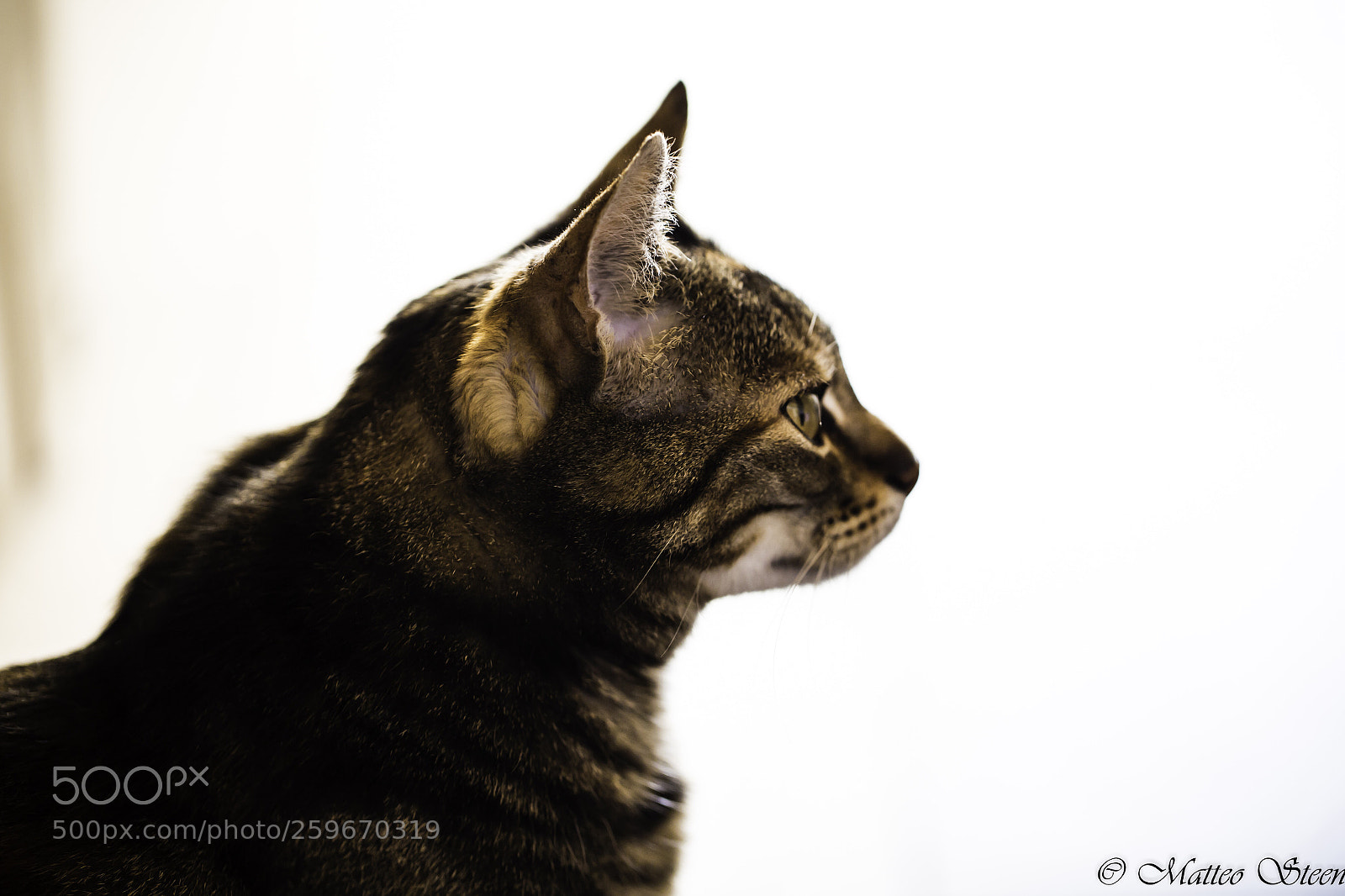 Canon EOS 6D sample photo. My cat photography