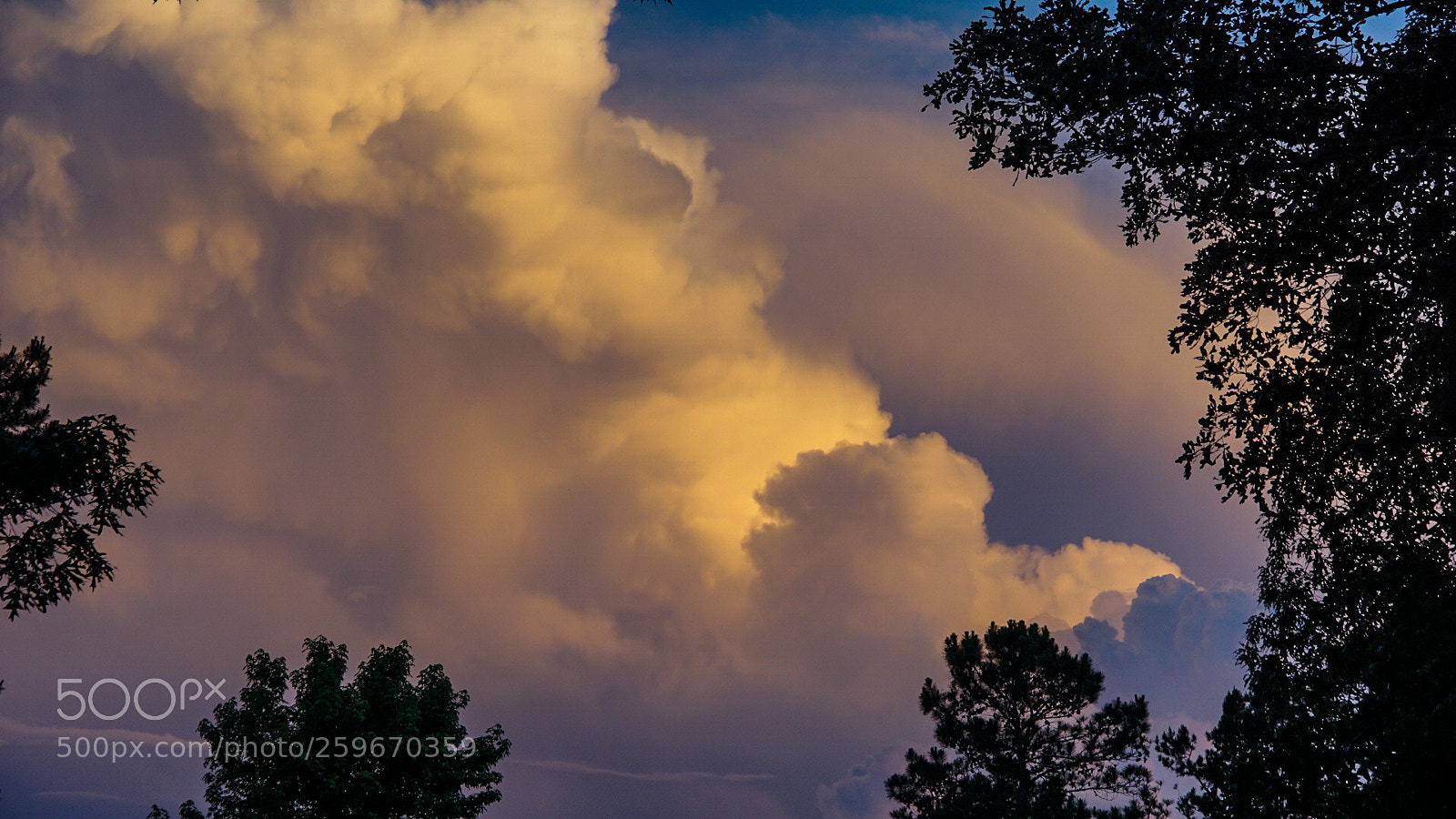 Sony a6000 sample photo. Clouds framed by leaves 2 photography