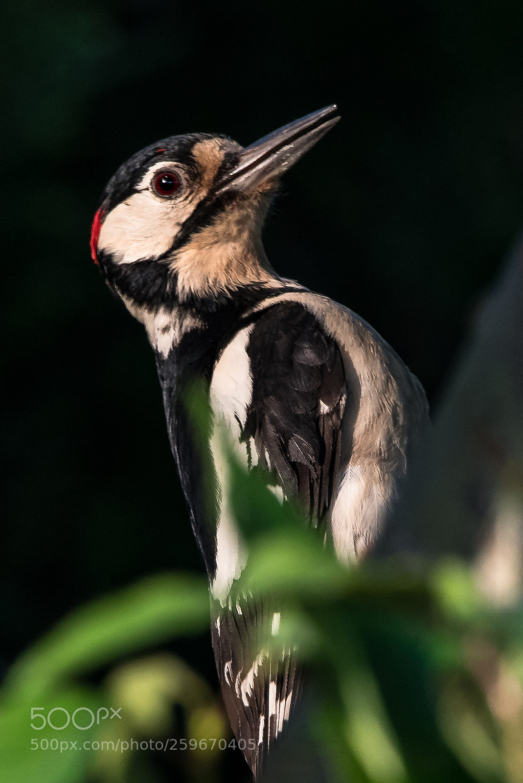Nikon D850 sample photo. Feeling great and spotted! photography