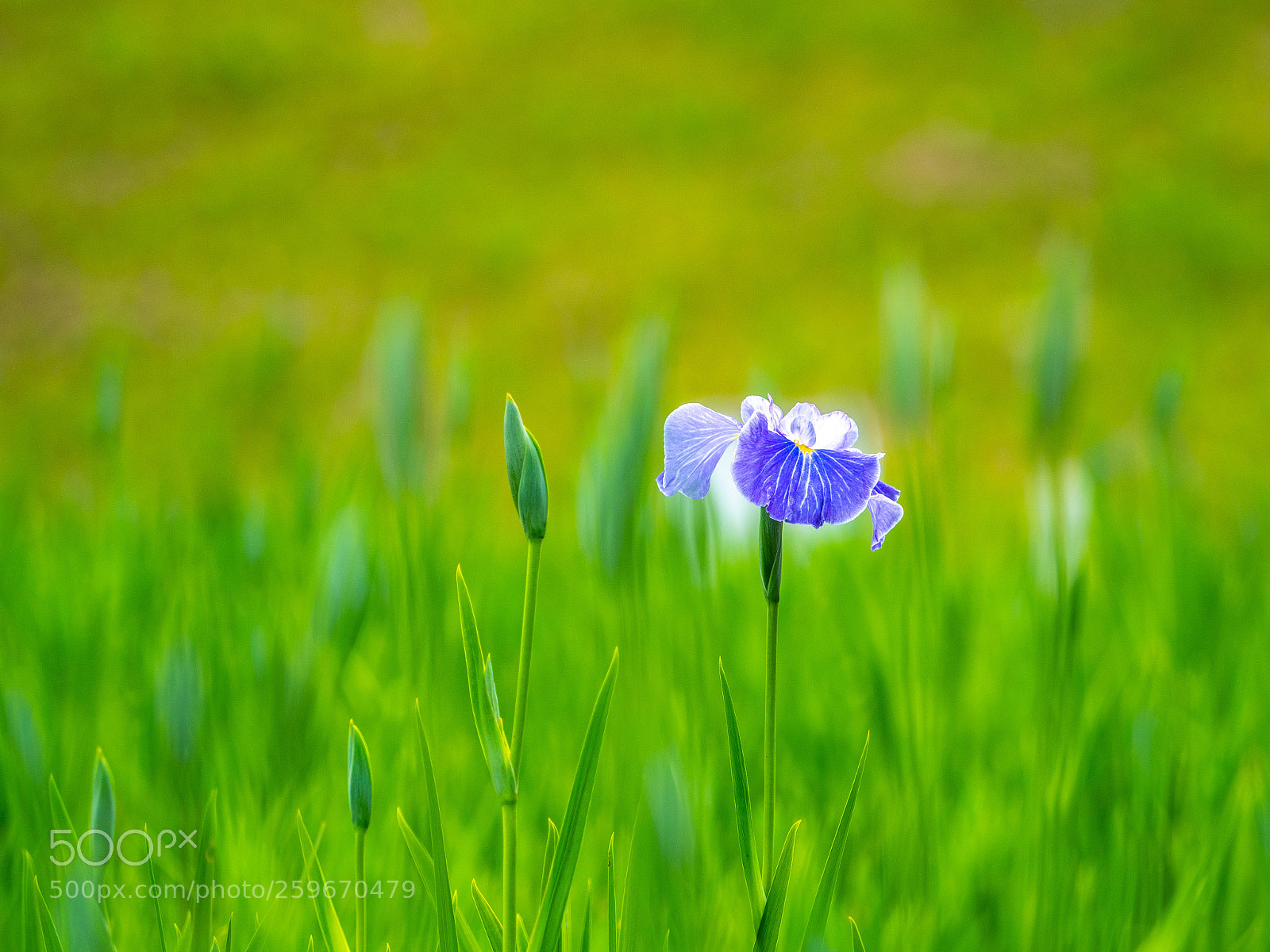Olympus OM-D E-M1 Mark II sample photo. Pretty flowers photography