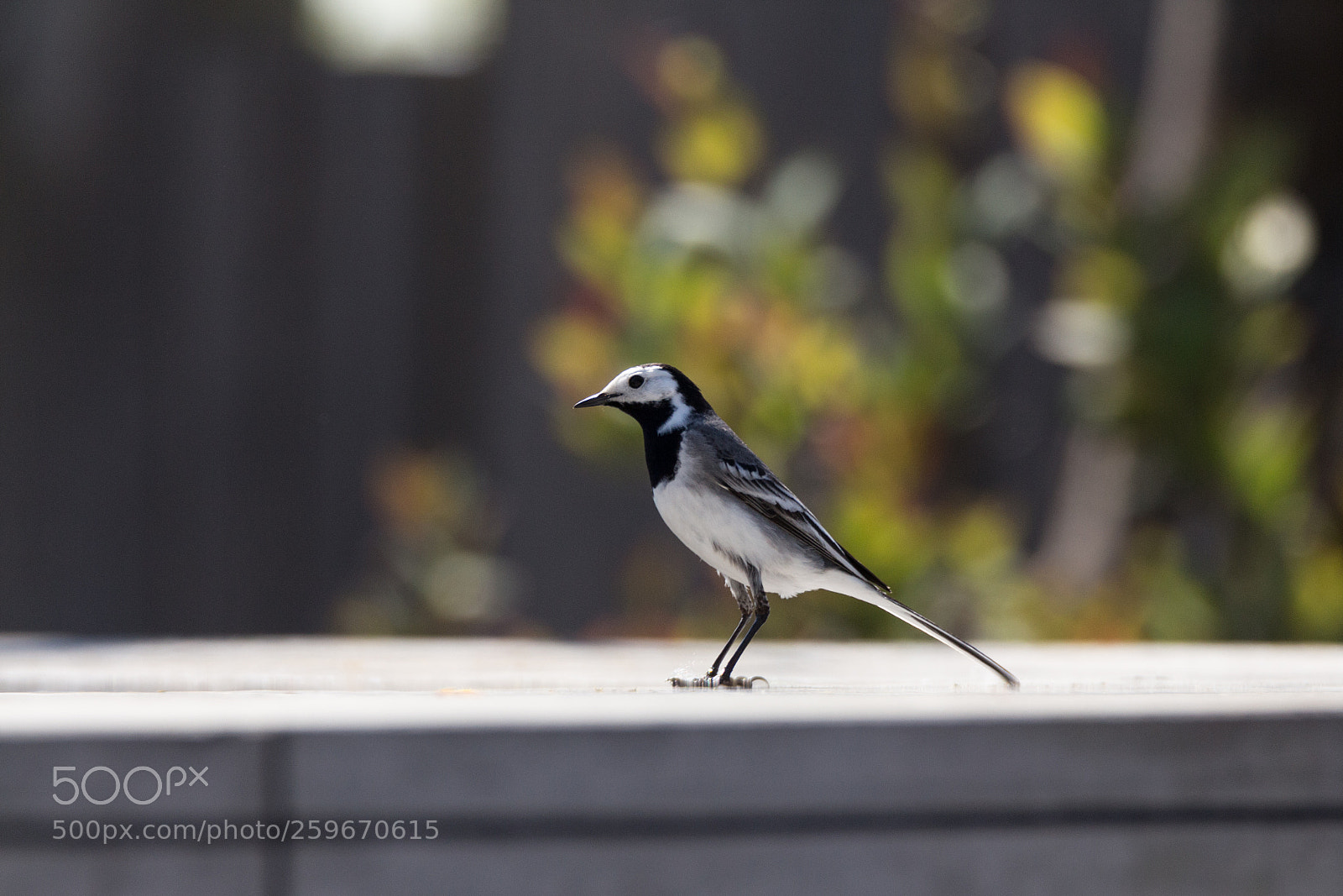 Canon EOS 700D (EOS Rebel T5i / EOS Kiss X7i) sample photo. Curious wagtail photography