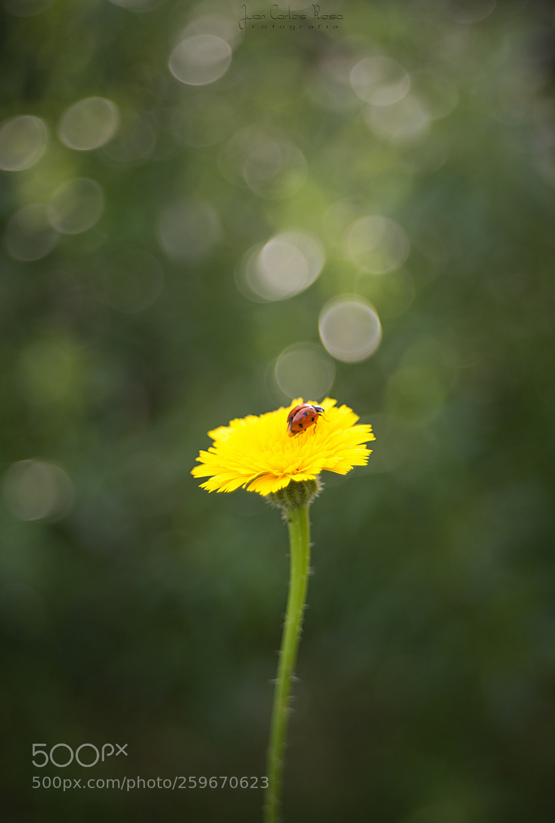Nikon D610 sample photo. Primavera. photography