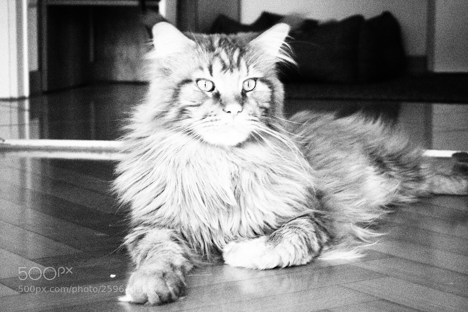 Olympus OM-D E-M10 II sample photo. Kitty cat photography