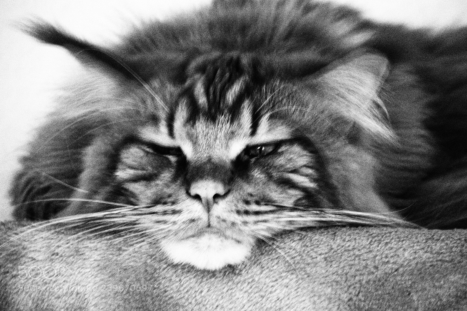Olympus OM-D E-M10 II sample photo. Kitty cat photography