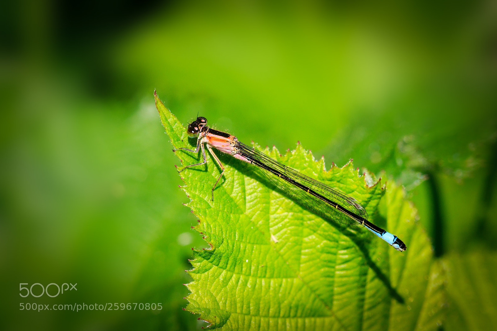 Canon EOS 7D Mark II sample photo. Damselfly photography