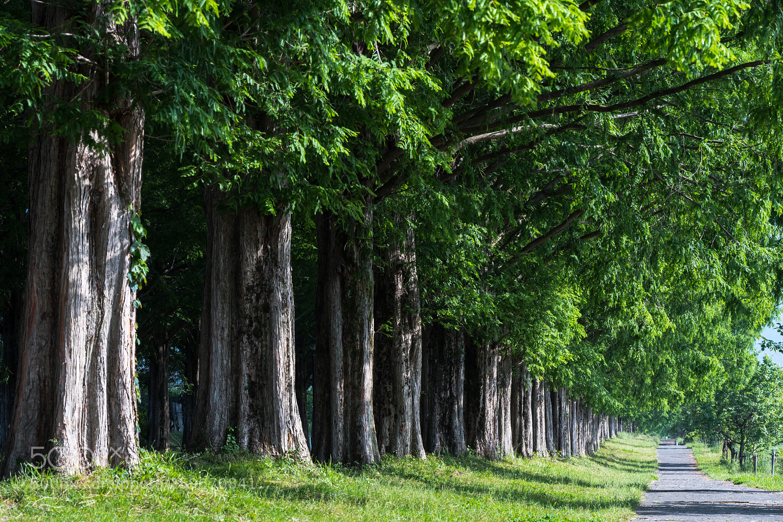 Nikon D750 sample photo. Metasequoia photography