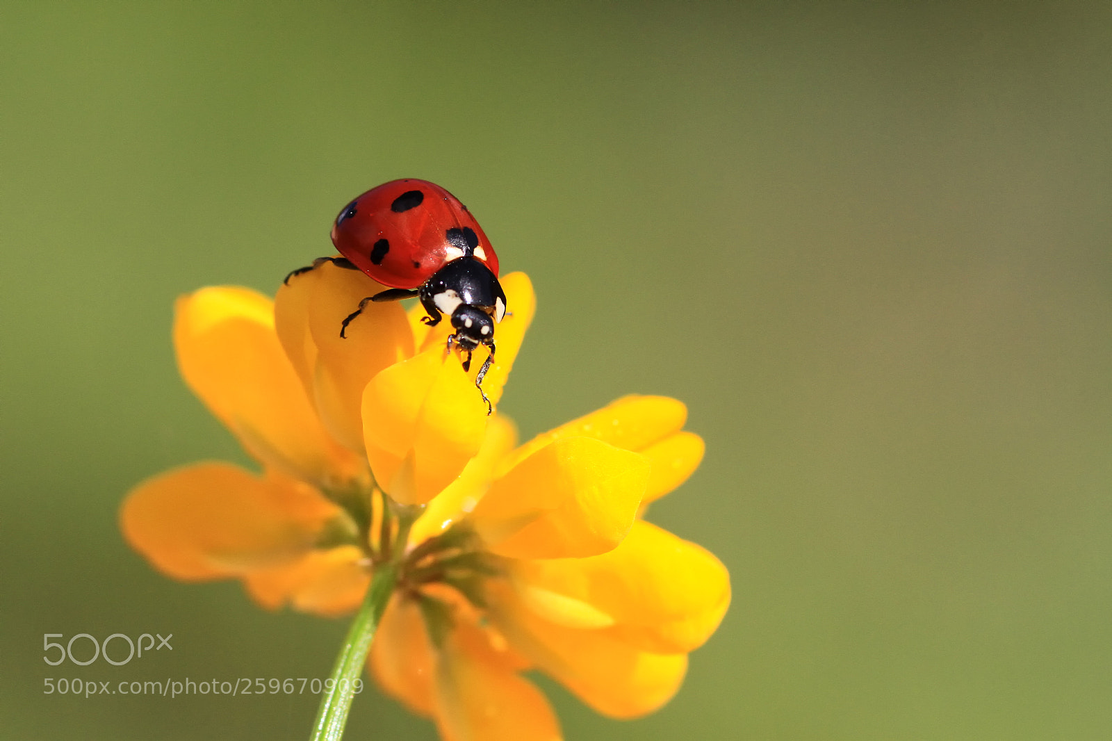 Canon EOS 7D sample photo. Ladybug photography
