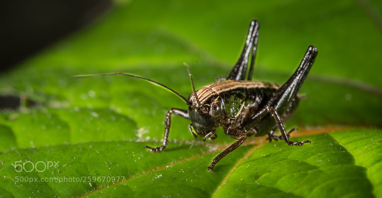 Nikon D7100 sample photo. Cricket photography