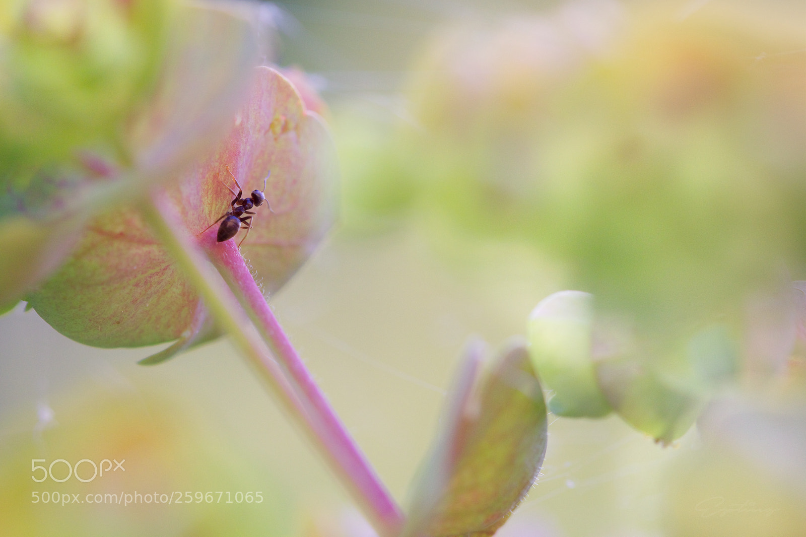Canon EOS 70D sample photo. Ant photography