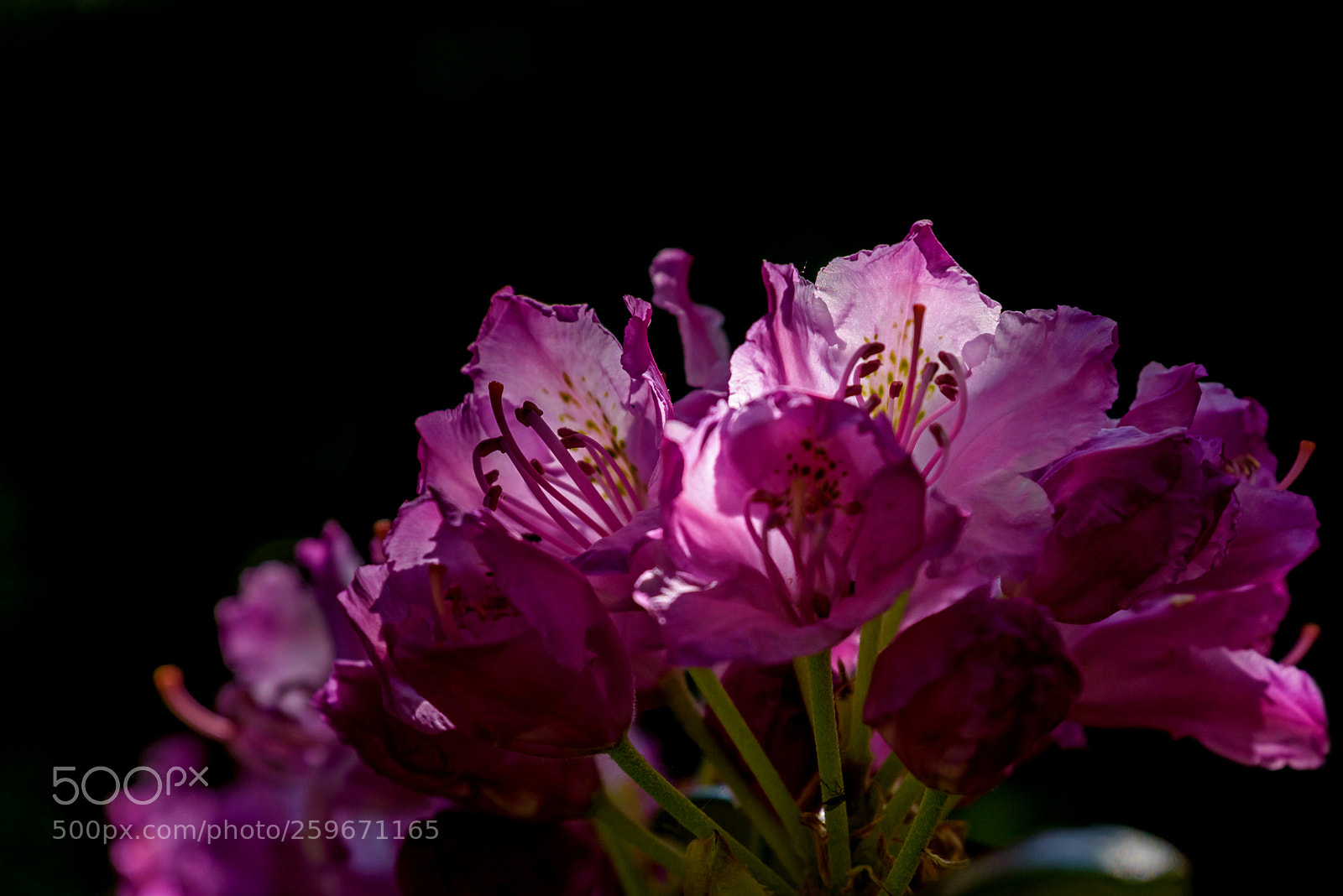 Nikon D750 sample photo. Rhododendron photography
