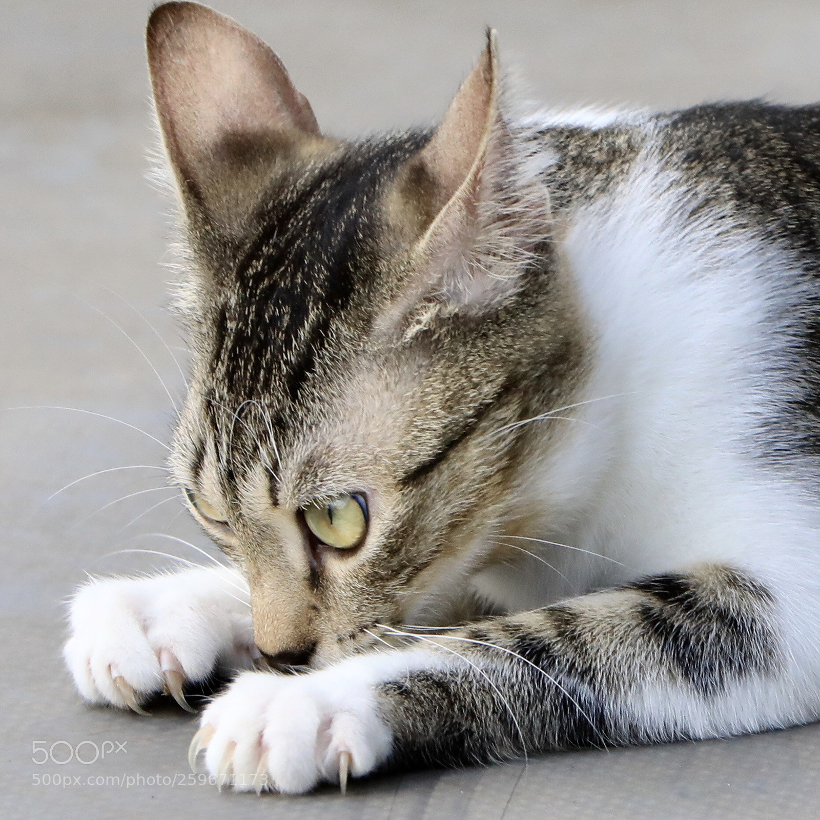 Canon EOS 5D Mark IV sample photo. Mieze photography